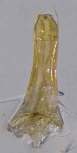 Catops fuliginosus